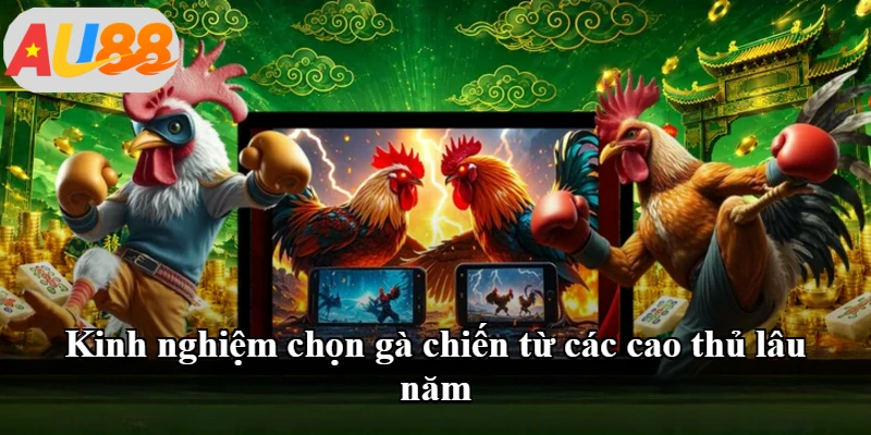 Kinh nghiệm chọn gà chiến từ các cao thủ lâu năm Kinh nghiệm chọn gà chiến từ các cao thủ lâu năm