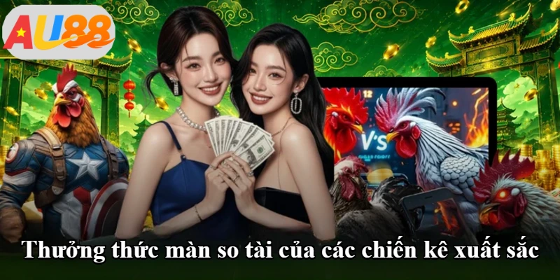 Thưởng thức màn so tài của các chiến kê xuất sắc