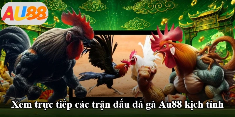 Xem trực tiếp các trận đấu đá gà Au88 kịch tính